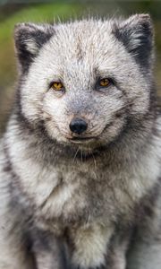 Preview wallpaper arctic fox, wild animal, wildlife, animal