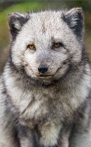 Preview wallpaper arctic fox, wild animal, wildlife, animal