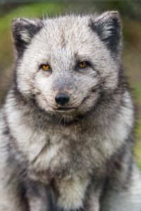 Preview wallpaper arctic fox, wild animal, wildlife, animal