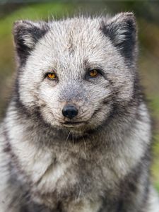 Preview wallpaper arctic fox, wild animal, wildlife, animal