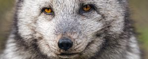 Preview wallpaper arctic fox, wild animal, wildlife, animal