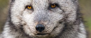 Preview wallpaper arctic fox, wild animal, wildlife, animal