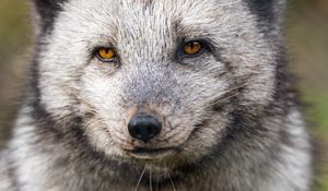 Preview wallpaper arctic fox, wild animal, wildlife, animal