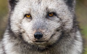 Preview wallpaper arctic fox, wild animal, wildlife, animal