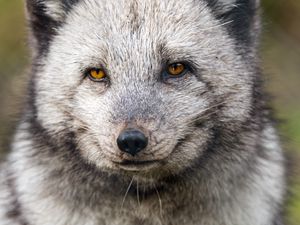 Preview wallpaper arctic fox, wild animal, wildlife, animal