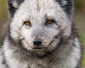 Preview wallpaper arctic fox, wild animal, wildlife, animal