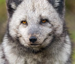 Preview wallpaper arctic fox, wild animal, wildlife, animal