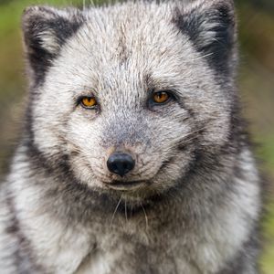 Preview wallpaper arctic fox, wild animal, wildlife, animal