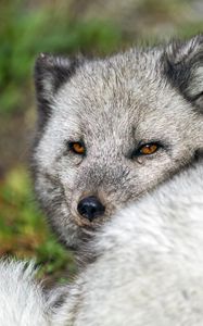 Preview wallpaper arctic fox, wild, wild animal, wildlife, animal