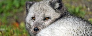 Preview wallpaper arctic fox, wild, wild animal, wildlife, animal