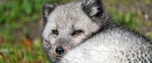 Preview wallpaper arctic fox, wild, wild animal, wildlife, animal