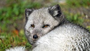 Preview wallpaper arctic fox, wild, wild animal, wildlife, animal