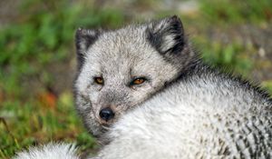 Preview wallpaper arctic fox, wild, wild animal, wildlife, animal