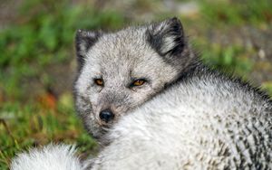 Preview wallpaper arctic fox, wild, wild animal, wildlife, animal