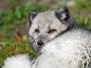 Preview wallpaper arctic fox, wild, wild animal, wildlife, animal