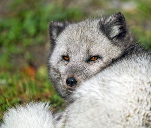 Preview wallpaper arctic fox, wild, wild animal, wildlife, animal