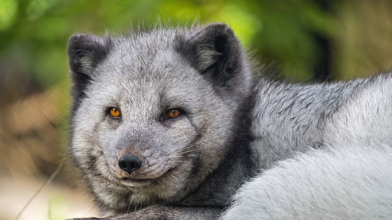 Wallpaper arctic fox, wildlife, animal, blur