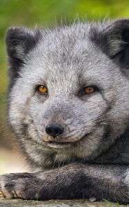 Preview wallpaper arctic fox, wildlife, animal, blur