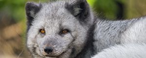 Preview wallpaper arctic fox, wildlife, animal, blur