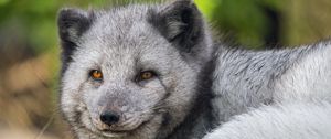 Preview wallpaper arctic fox, wildlife, animal, blur