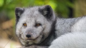 Preview wallpaper arctic fox, wildlife, animal, blur