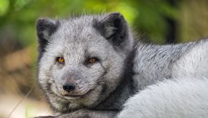 Preview wallpaper arctic fox, wildlife, animal, blur