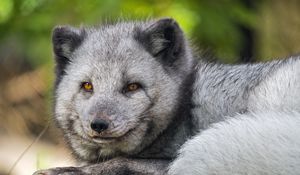 Preview wallpaper arctic fox, wildlife, animal, blur