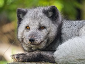 Preview wallpaper arctic fox, wildlife, animal, blur