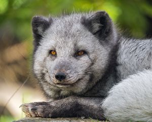 Preview wallpaper arctic fox, wildlife, animal, blur