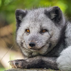 Preview wallpaper arctic fox, wildlife, animal, blur