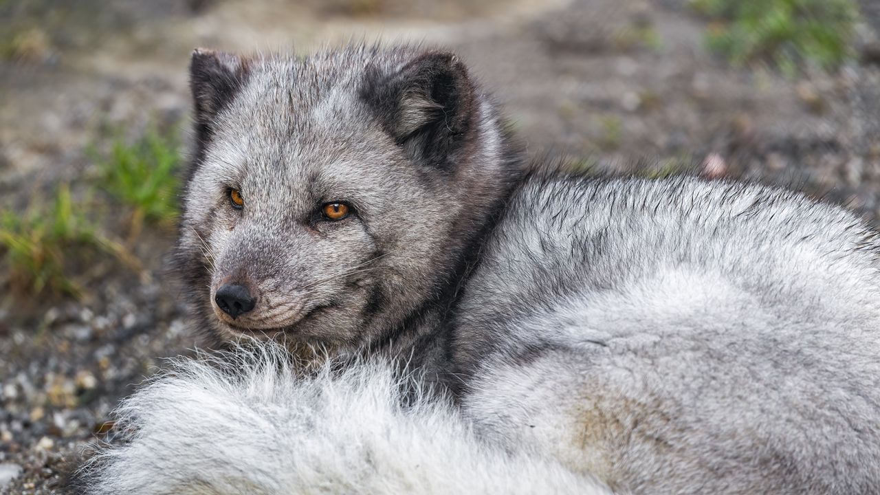 Wallpaper arctic fox, wildlife, animal, wild animal