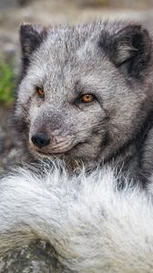 Preview wallpaper arctic fox, wildlife, animal, wild animal