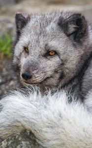 Preview wallpaper arctic fox, wildlife, animal, wild animal