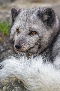 Preview wallpaper arctic fox, wildlife, animal, wild animal