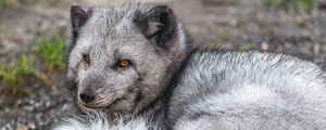 Preview wallpaper arctic fox, wildlife, animal, wild animal