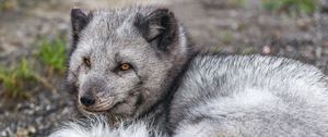 Preview wallpaper arctic fox, wildlife, animal, wild animal