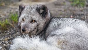 Preview wallpaper arctic fox, wildlife, animal, wild animal