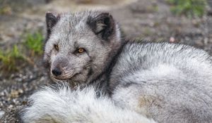 Preview wallpaper arctic fox, wildlife, animal, wild animal