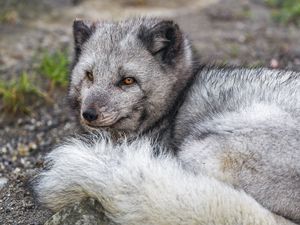 Preview wallpaper arctic fox, wildlife, animal, wild animal