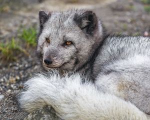 Preview wallpaper arctic fox, wildlife, animal, wild animal