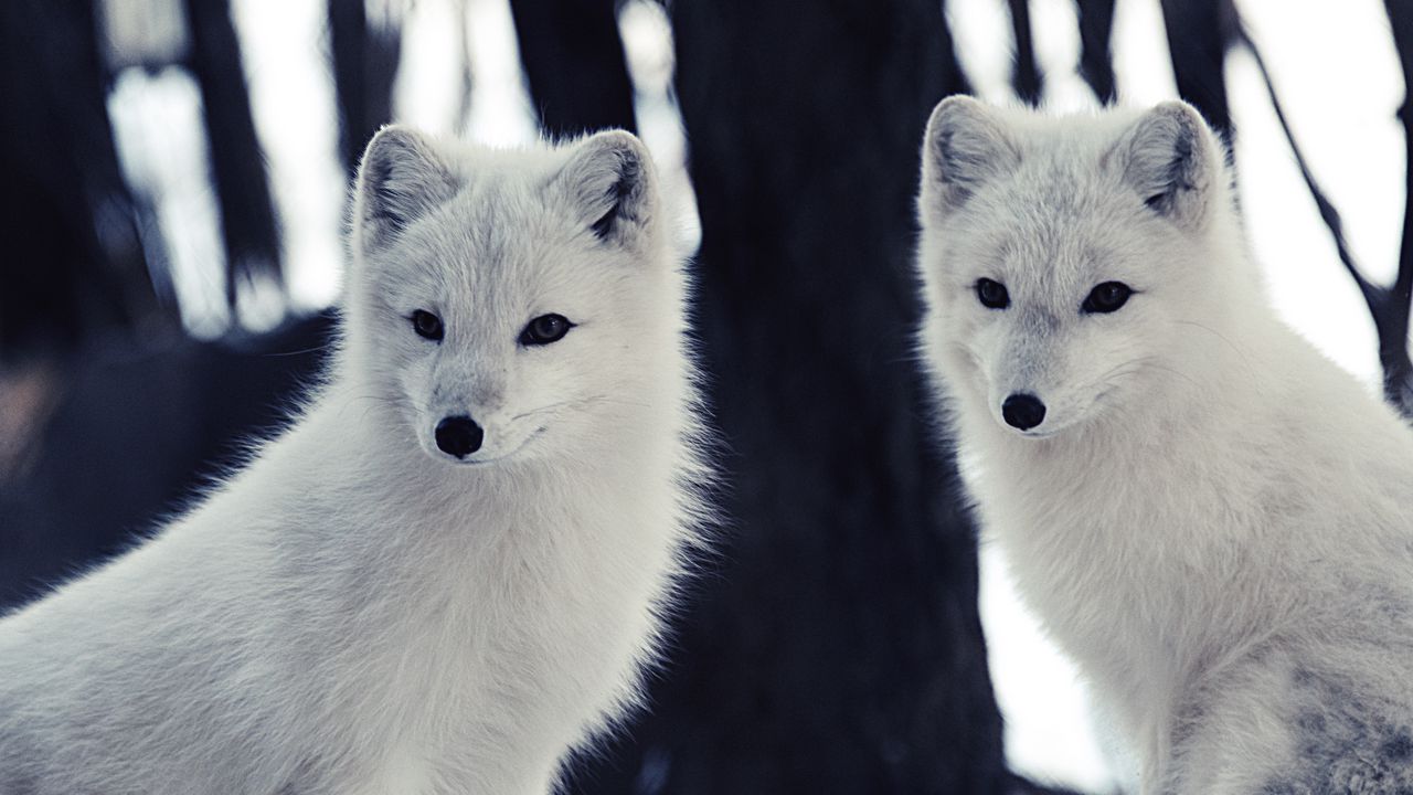Wallpaper arctic fox, wildlife, animal