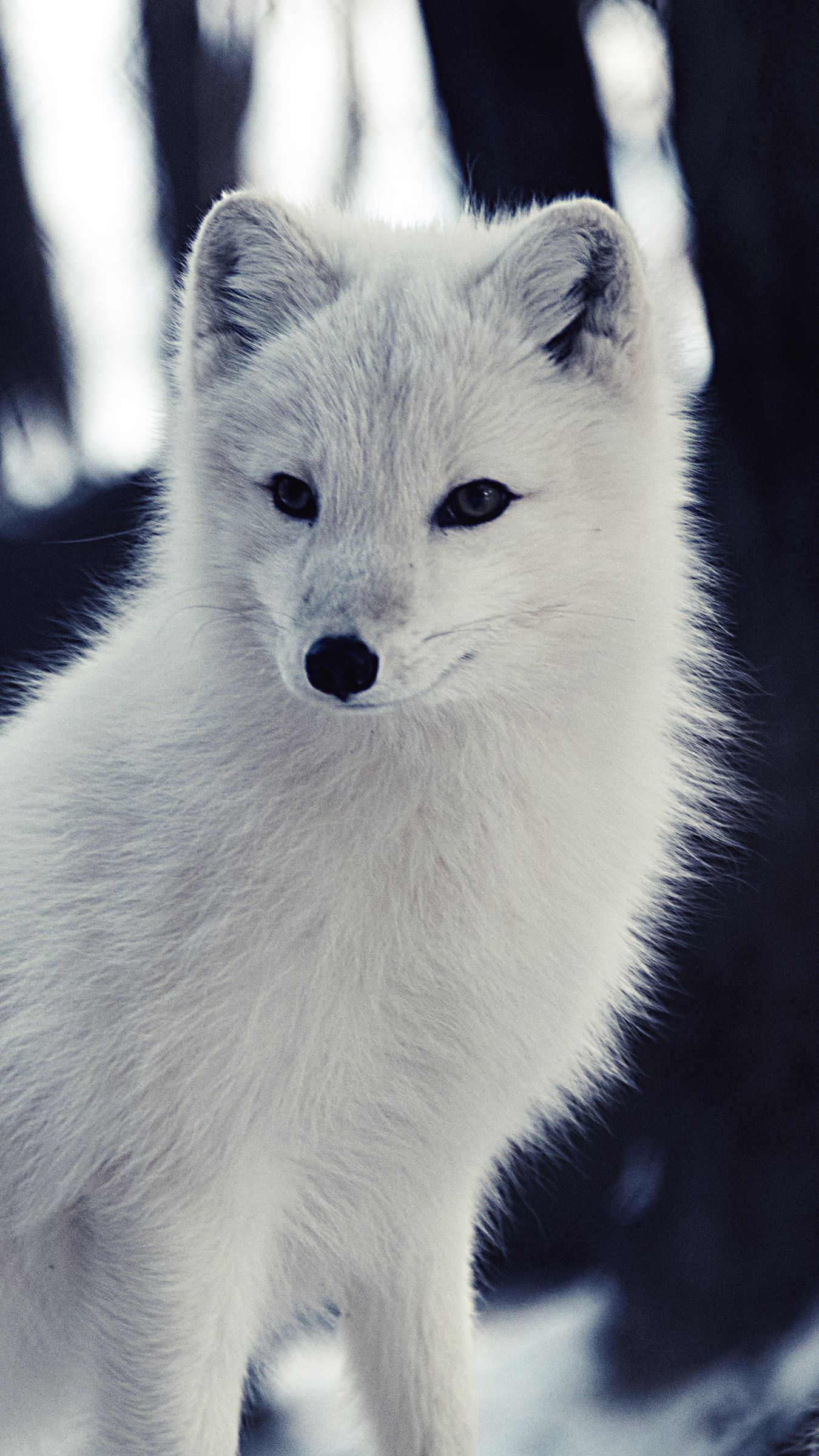 arctic fox wallpaper APK for Android Download
