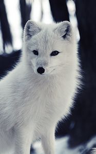 Preview wallpaper arctic fox, wildlife, animal