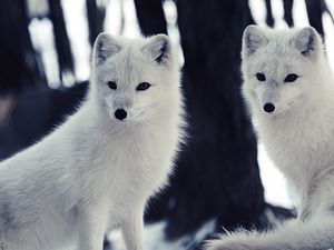 Preview wallpaper arctic fox, wildlife, animal