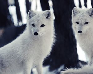 Preview wallpaper arctic fox, wildlife, animal