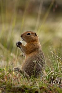 Preview wallpaper arctic gopher, gopher, rodent, funny, grass