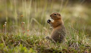 Preview wallpaper arctic gopher, gopher, rodent, funny, grass
