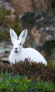 Preview wallpaper arctic hare, hare, polar, grass