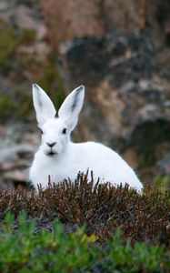 Preview wallpaper arctic hare, hare, polar, grass