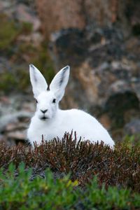 Preview wallpaper arctic hare, hare, polar, grass